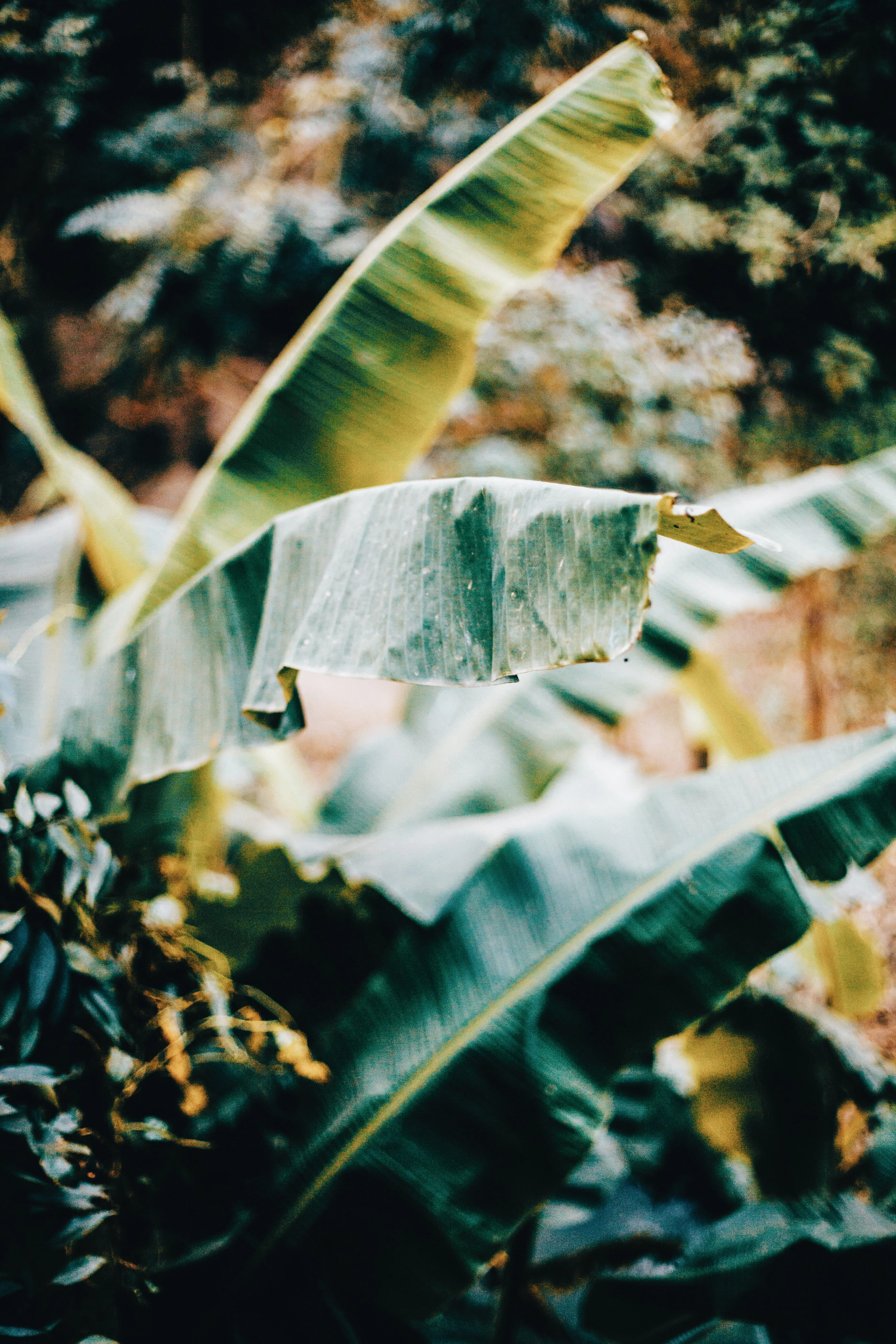 Palm leaves in Florida